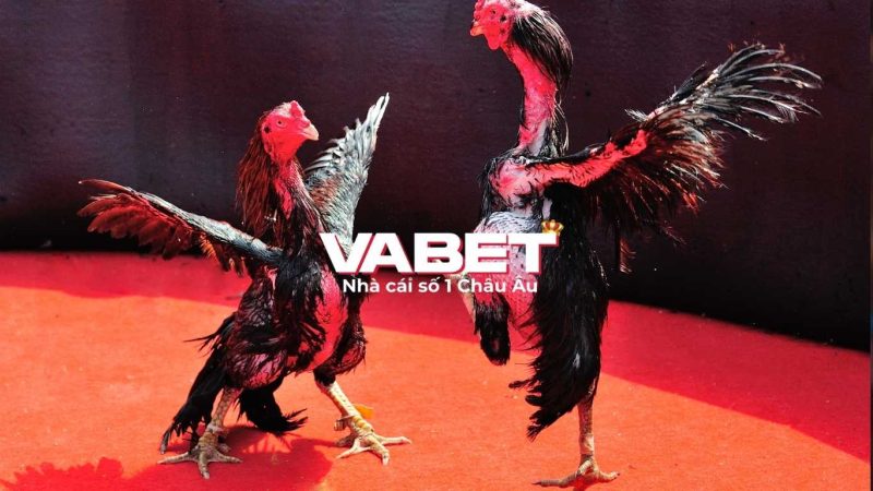 Tổng quan sảnh cá cược dagacuasat Vabet