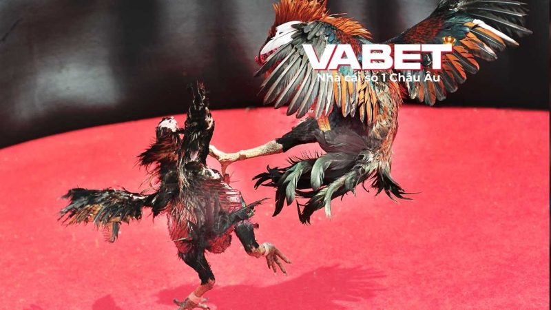 Tổng quan sảnh cá cược dagacuasat Vabet